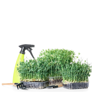 Microgreen growing kits