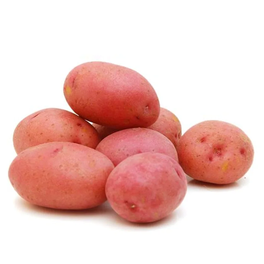 Potato red