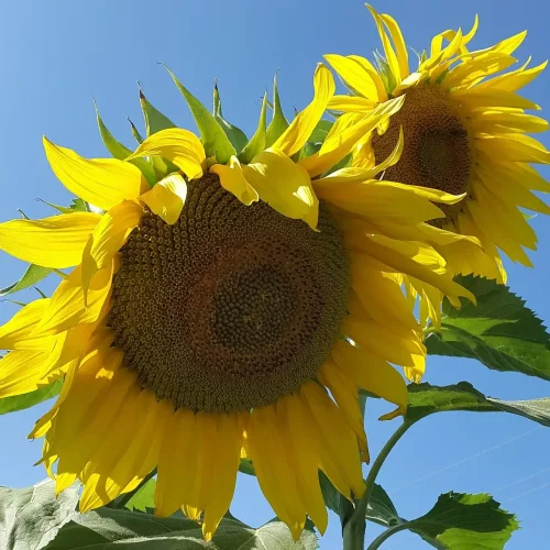 Sunflower seeds and oilseed hybrids