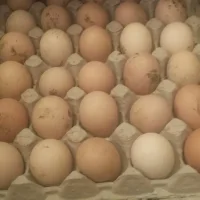 Chicken egg bright and ordinary yolk
