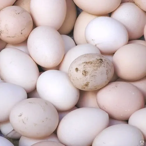Chicken Egg Polluted