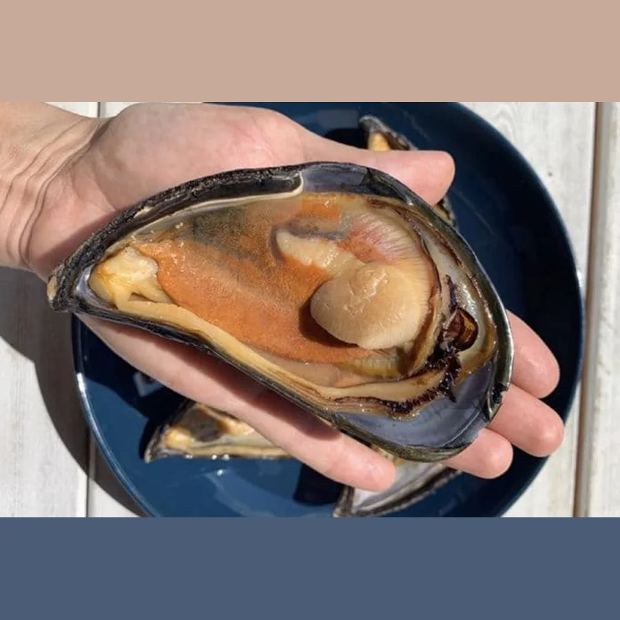 Grey's Giant Live Mussels Wholesale