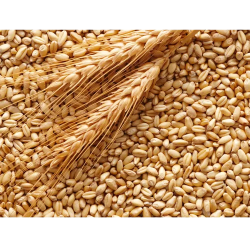 Пшеница 4 класс