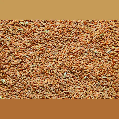 Barley seed bag 40 kg