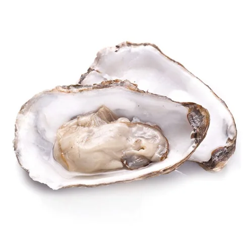 Live oysters of Dibba Bay