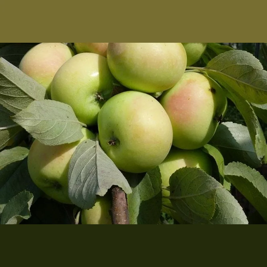 Яблоня алтайский