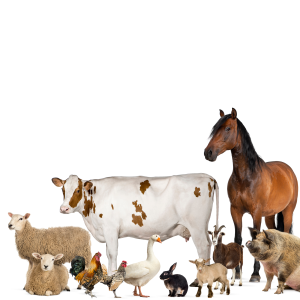 Products for Farms and Agricultural Animals and Birds