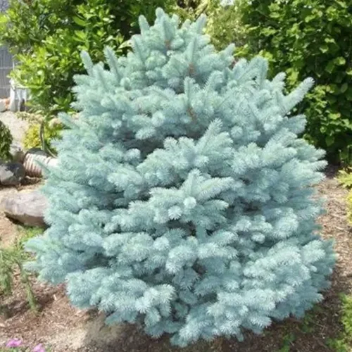 Prickly Globose spruce (glaucous)