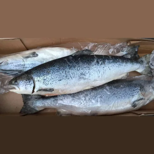 Fresh-frozen salmon, size 7-8