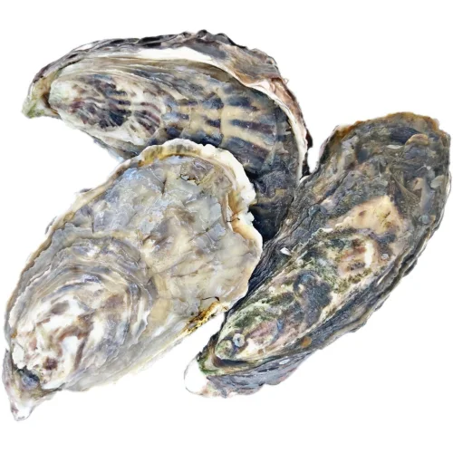 Pink Jolie Live Oysters (Namibia)