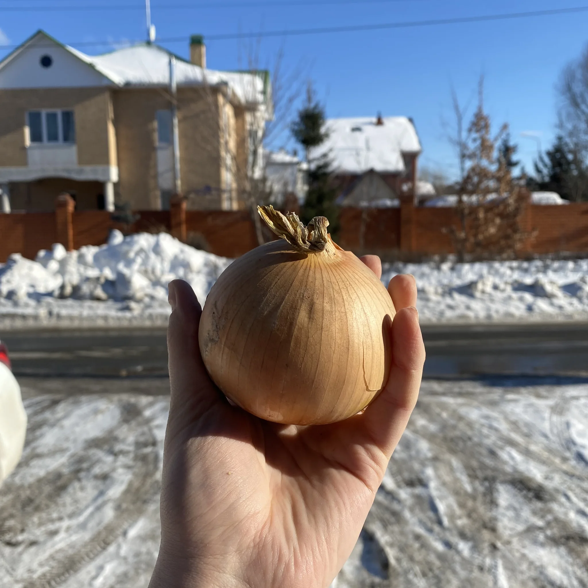Onion manas