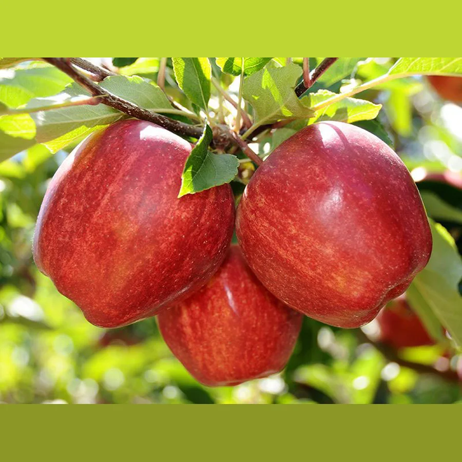 Яблоки Гала