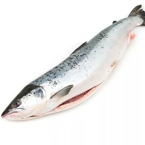 Frozen salmon 4-5 kg