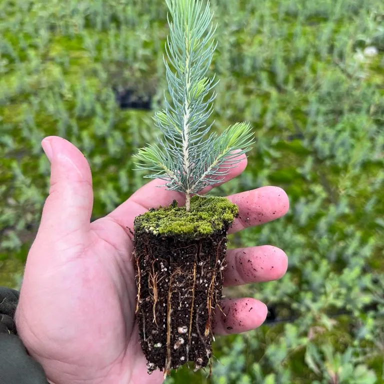Seedlings Pine, Spruce, Larch, Cedar, Mountain Pine, Blue Spruce
