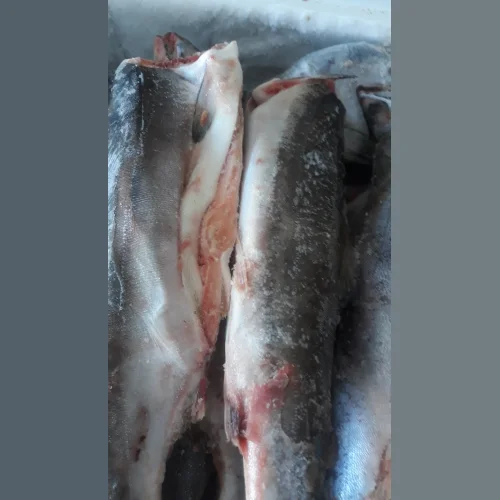 Sima Fresh-frozen new catch without head