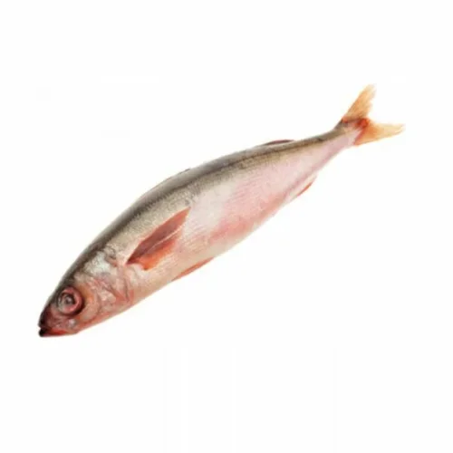Fish red-eyed