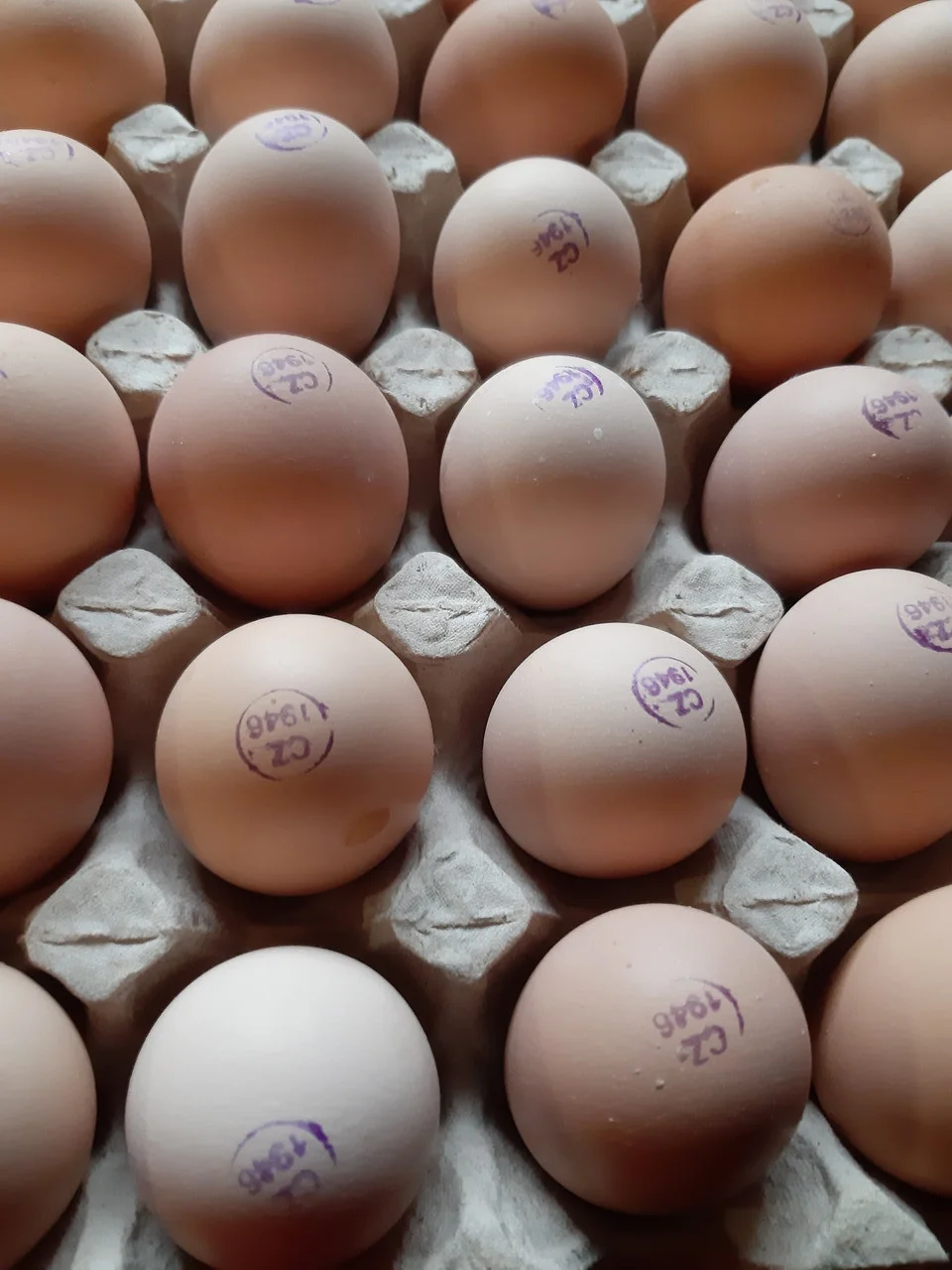 Купить инкубационное яйцо в москве и области. Инкубационное яйцо бройлера Кобб 500. Инкубационное яйцо Росс 308 Чехия. Чехия КОБ 500 штамп яйцо. Инкубационное яйцо Кобб 500.