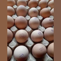 Egg incubation broiler