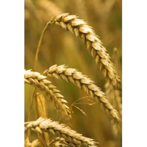 Семена пшеницы Собербаш