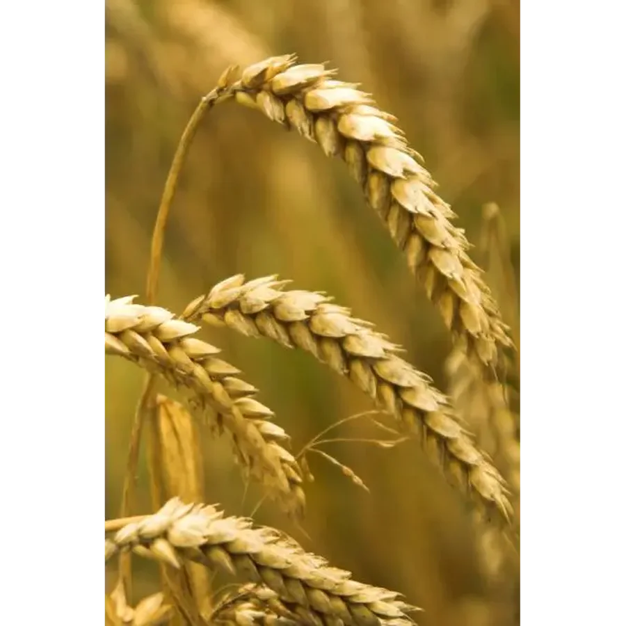 Семена пшеницы Собербаш