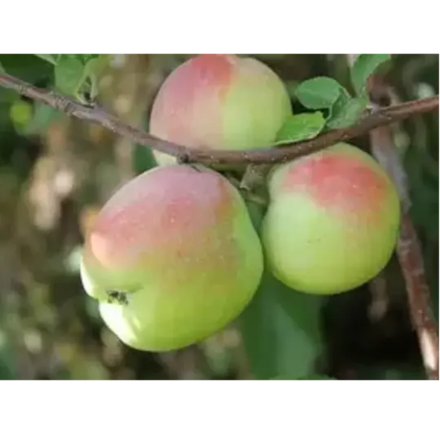 Apples Fresh Saint Synap