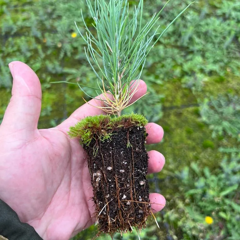 Seedlings of Mountain Pine Mugus