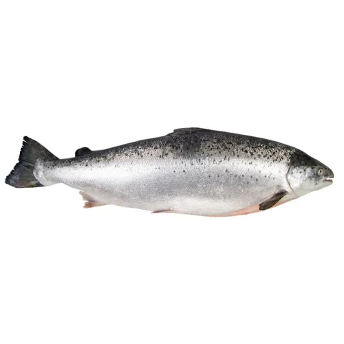 Salmon 1-2.
