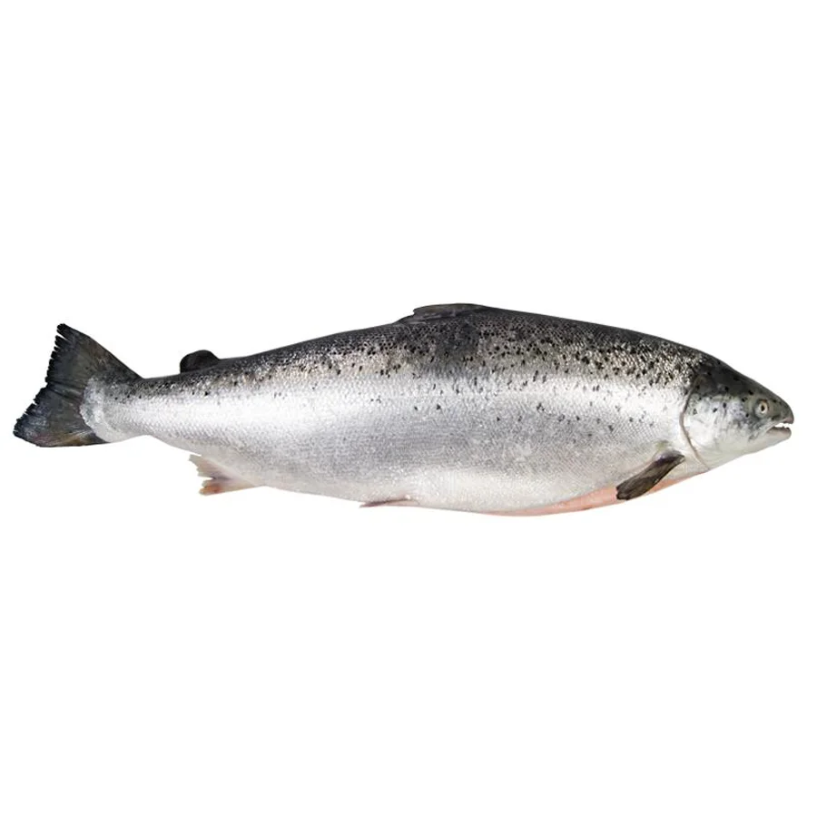 Salmon 1-2.