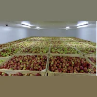 Apples wholesale from the warehouses of the farm
