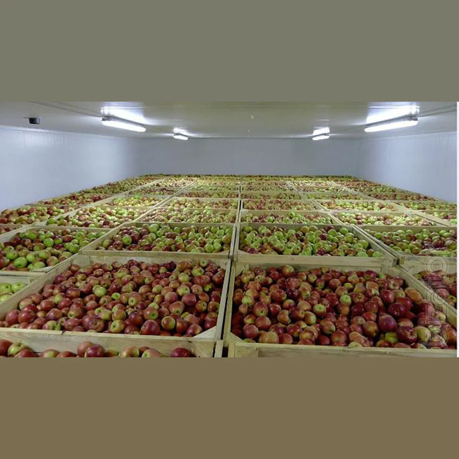 Apples wholesale from the warehouses of the farm