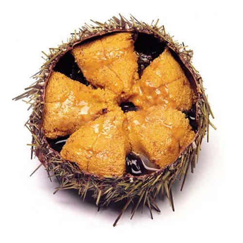 Sea urchin (size 70-100 g)