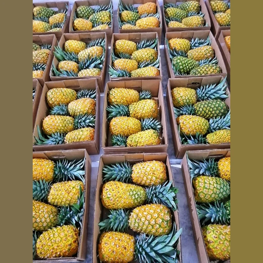 Pineapple Avia