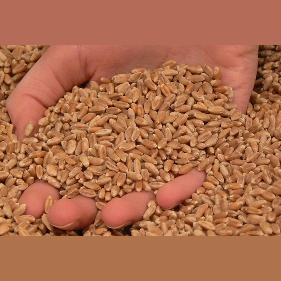 Пшеничная крупа