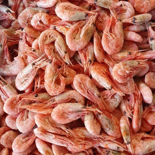 North shrimp