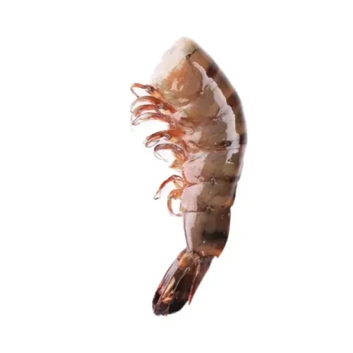 Shrimp (Penaeus Monodon)