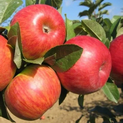 Apples Pinov