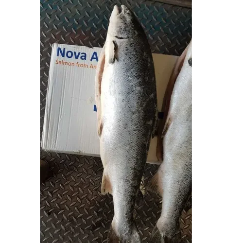 Salmon 6-7 kg / pc
