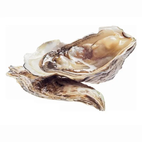 Casablanca oyster (Morocco) (66-85g.)