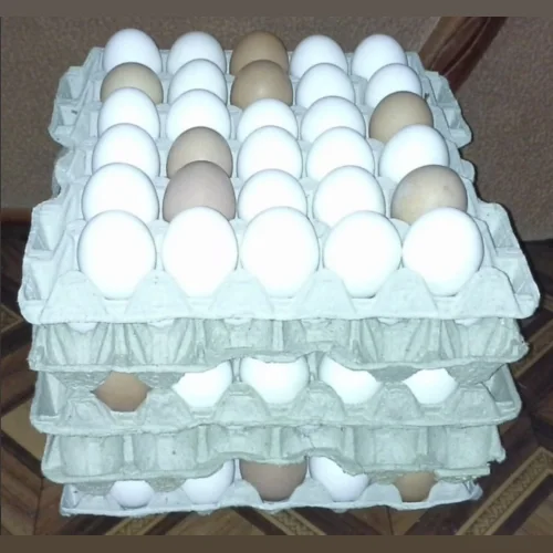 Table chicken egg