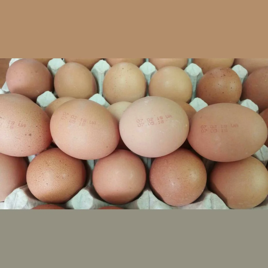 Украинские куриные яйца (класс А) 