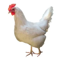 продажа бройлеров, цыплят, птенцов и свежих птичьих яиц 