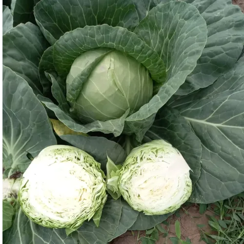 White white cabbage (2021)