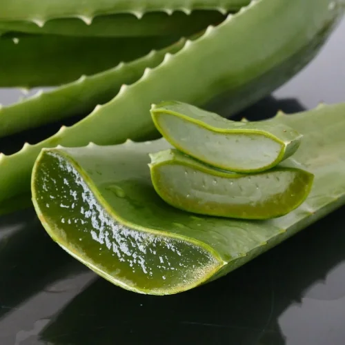 fresh aloe vera leaf Specification