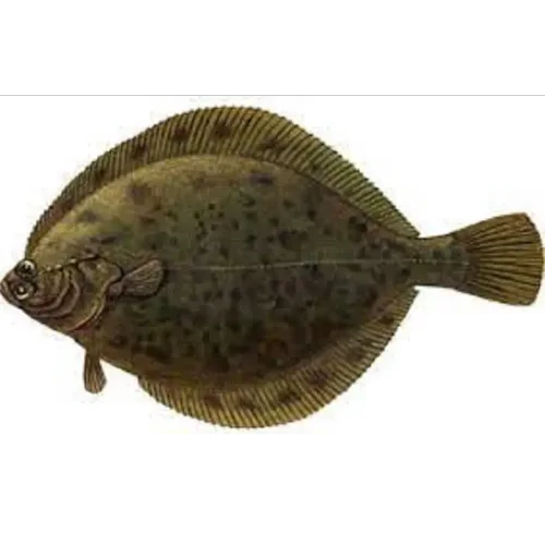 Flounder undivided