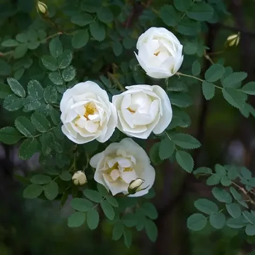 Саженцы Роза морщинистая Альба