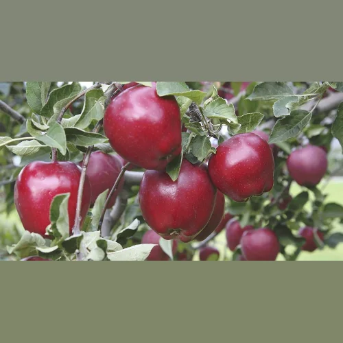 Apples Red Delisheshes