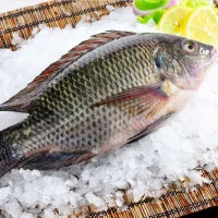 Frozen tilapia with visceral gills removed