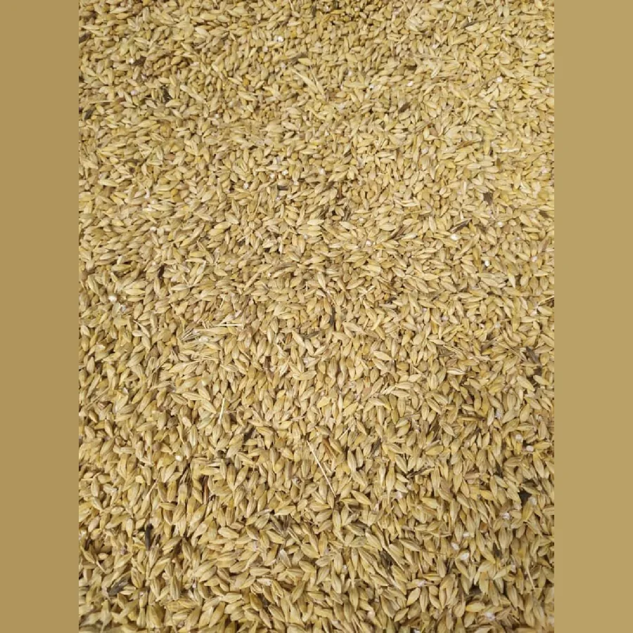 Seeds barley
