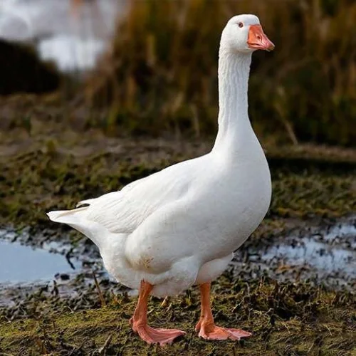 Egg incubation goose