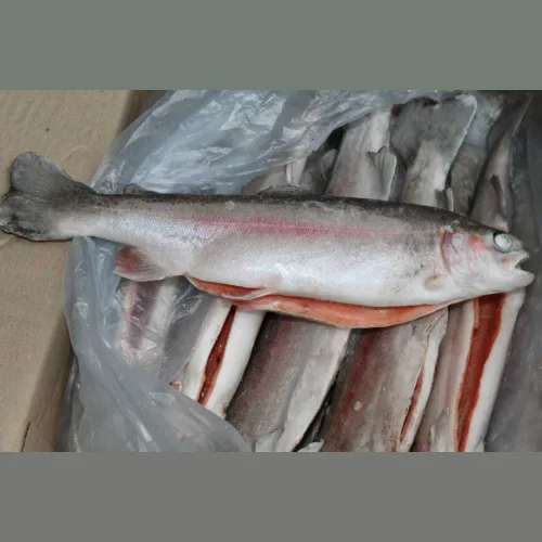 Fresh-frozen trout without ice chosented with head